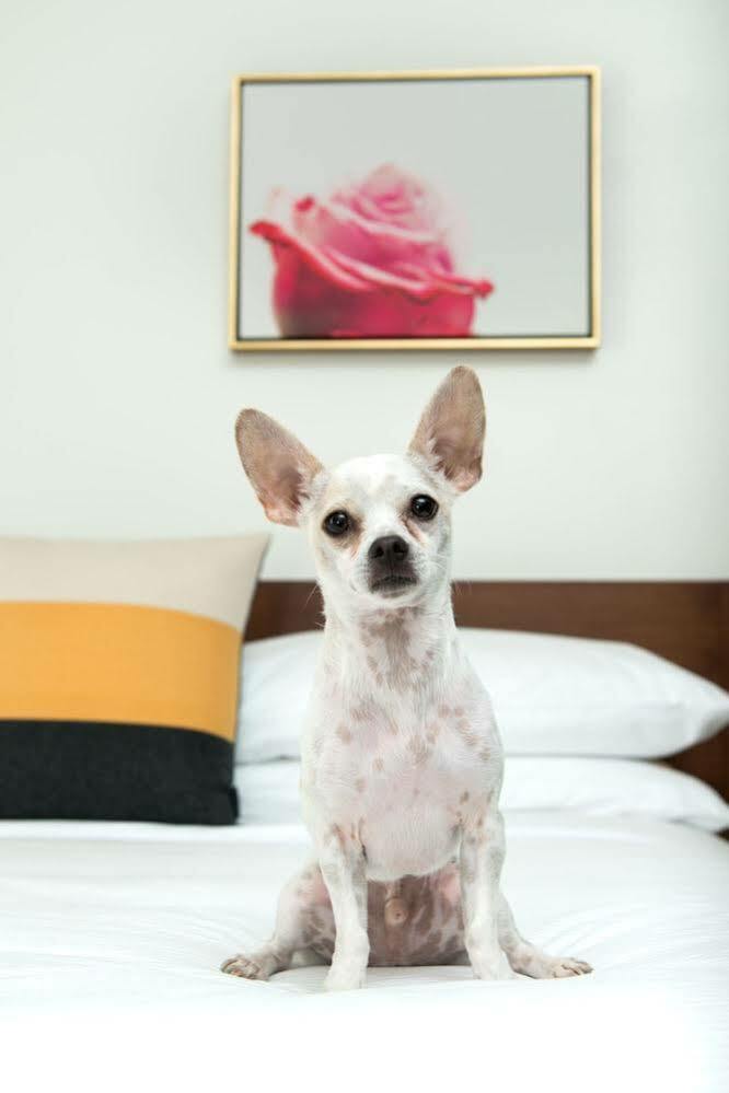 Hotel The Hi-lo, Autograph Collection Portland